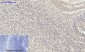 TGFβ1 Polyclonal Antibody